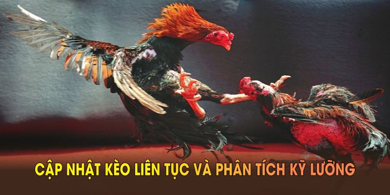 Trực tiếp đá gà thomo đòi hỏi người chơi cập nhật kèo liên tục và phân tích kỹ lưỡng