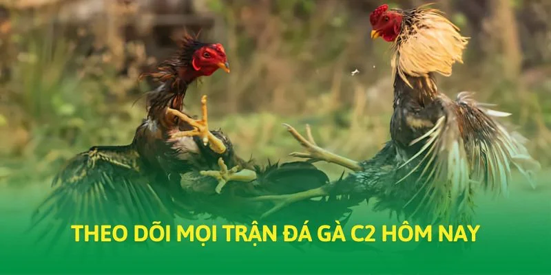 Theo dõi mọi trận đá gà C2 hôm nay