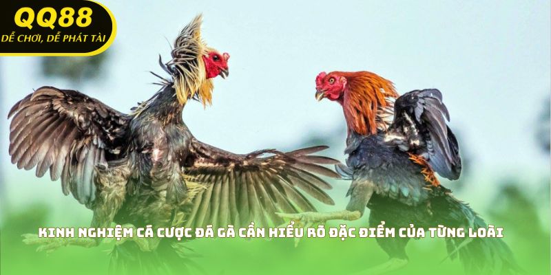 Kinh nghiệm cá cược đá gà cần hiểu rõ đặc điểm của từng loài